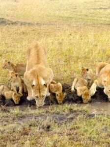 Lioness with cubs drinking water at a watering hole in Maasai Mara, Kenya safari wildlife