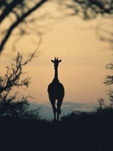 Silhouette of a giraffe walking through the African savannah at sunset