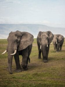 Herd of African elephants walking across grassy plains in Kenya