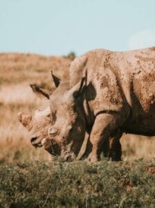 Mother rhinoceros with calf grazing in the wild, covered in mud for protection