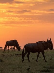 Wildebeest grazing at sunset on the African savannah during a safari in Kenya or Tanzania