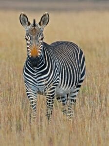 Plains zebra standing in tall grass on African safari