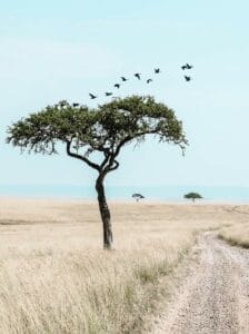 Lone acacia tree with birds flying over the savannah in Maasai Mara, Kenya