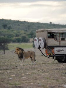Lion standing beside safari vehicle in African savannah