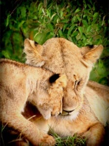Lioness and cub bonding in the wild during Kenya safari