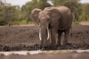 African elephant with large tusks standing near a waterhole in the wild