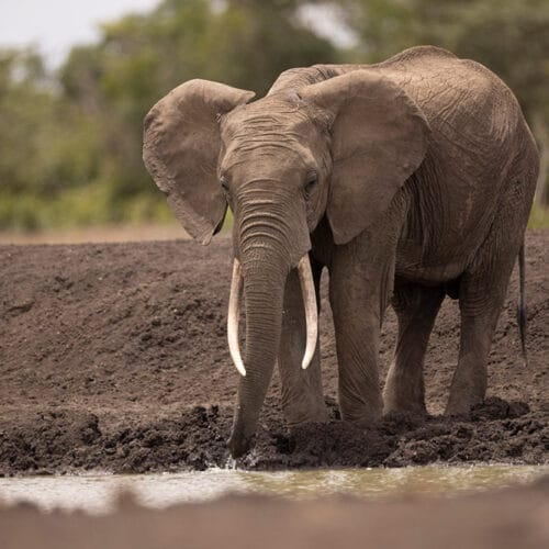 samburugallery | Gamewatchers Safaris African elephant with large tusks standing near a waterhole in the wild