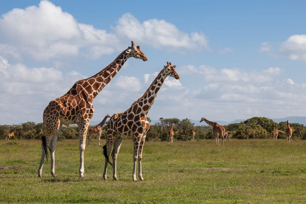 Two giraffes standing on the Maasai Mara savannah