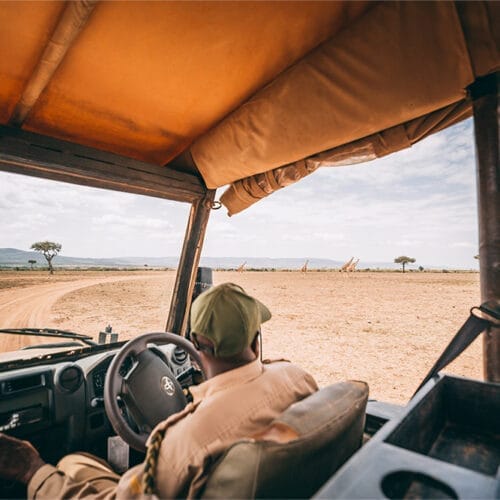 splendourgallery4 | Gamewatchers Safaris Safari guide driving through African savannah with giraffes in the distance