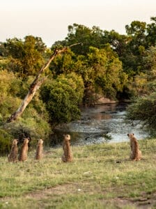Group of cheetahs sitting near riverbank in African savannah wildlife reserve