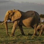 African elephants with calf walking across savannah near safari vehicle at sunset
