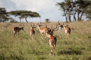 Herd of impalas walking through grassy savannah in Kenya