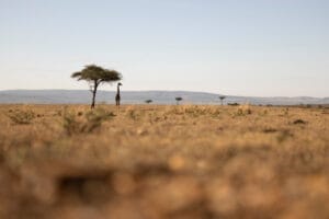 Giraffe standing under acacia tree in dry savanna