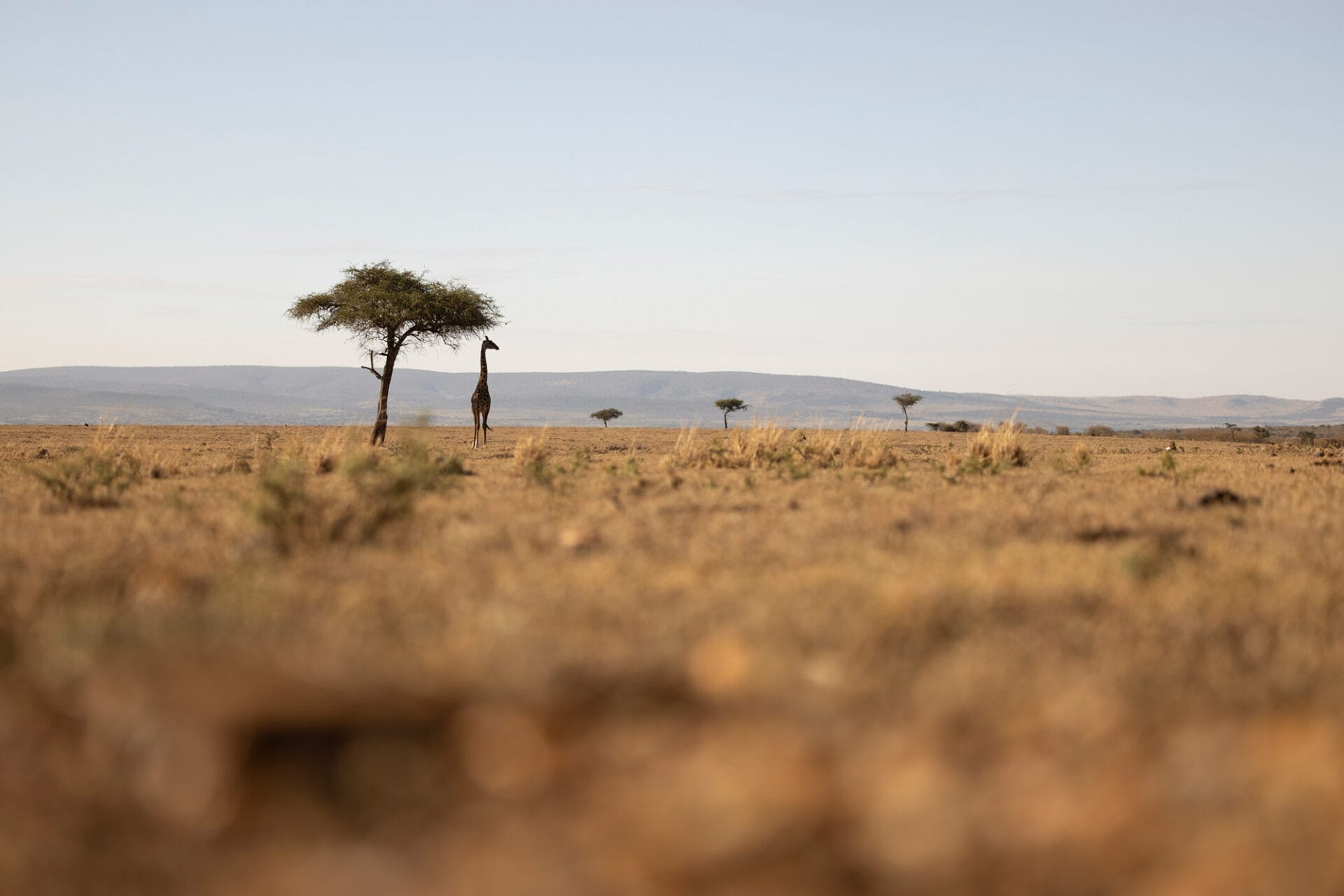 Giraffe standing under acacia tree in dry savanna