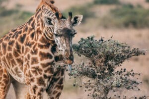 Giraffe eating from a thorny acacia tree in the African savanna