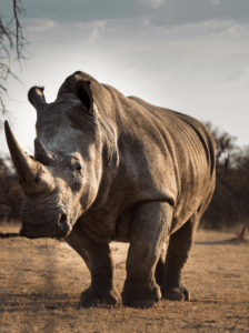 Endangered white rhinoceros in the African savannah at sunset