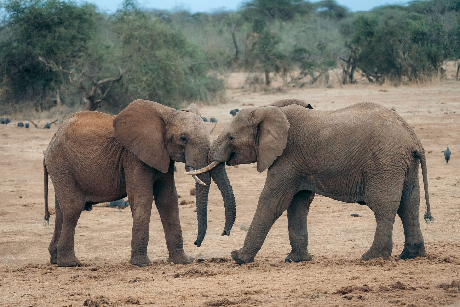 Amboseli Serena Lodge Gal main