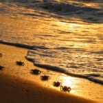 Anjajavy beach (Tamlin Wightman) (1)