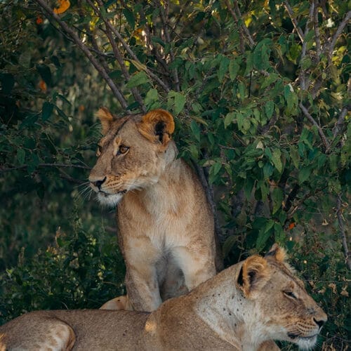 GalleryP-WOMENONLY4 | Gamewatchers Safaris