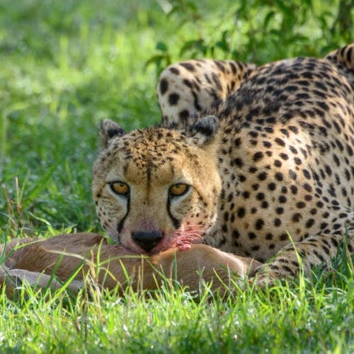 Cheetah, Acinonyx jubatus | Gamewatchers Safaris