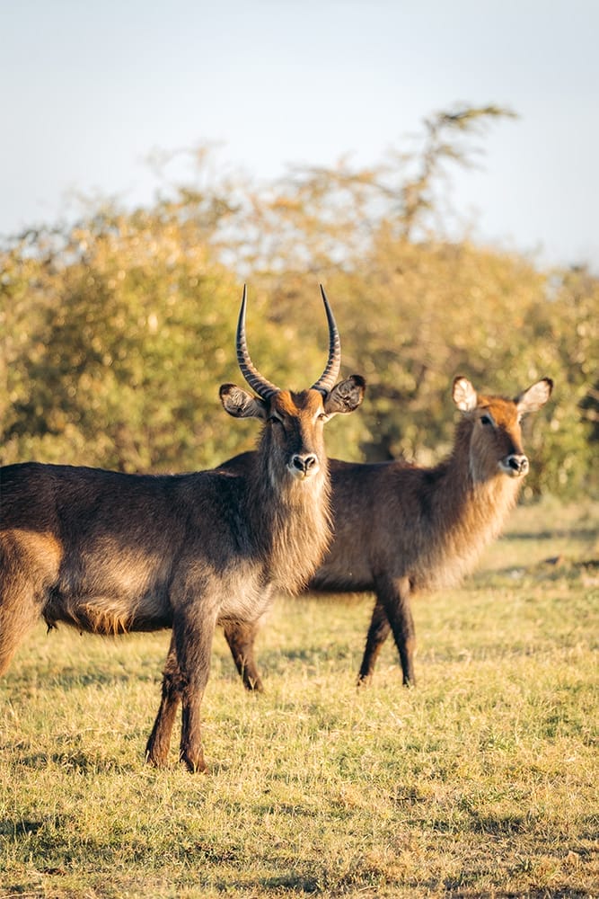 MARCONSERV