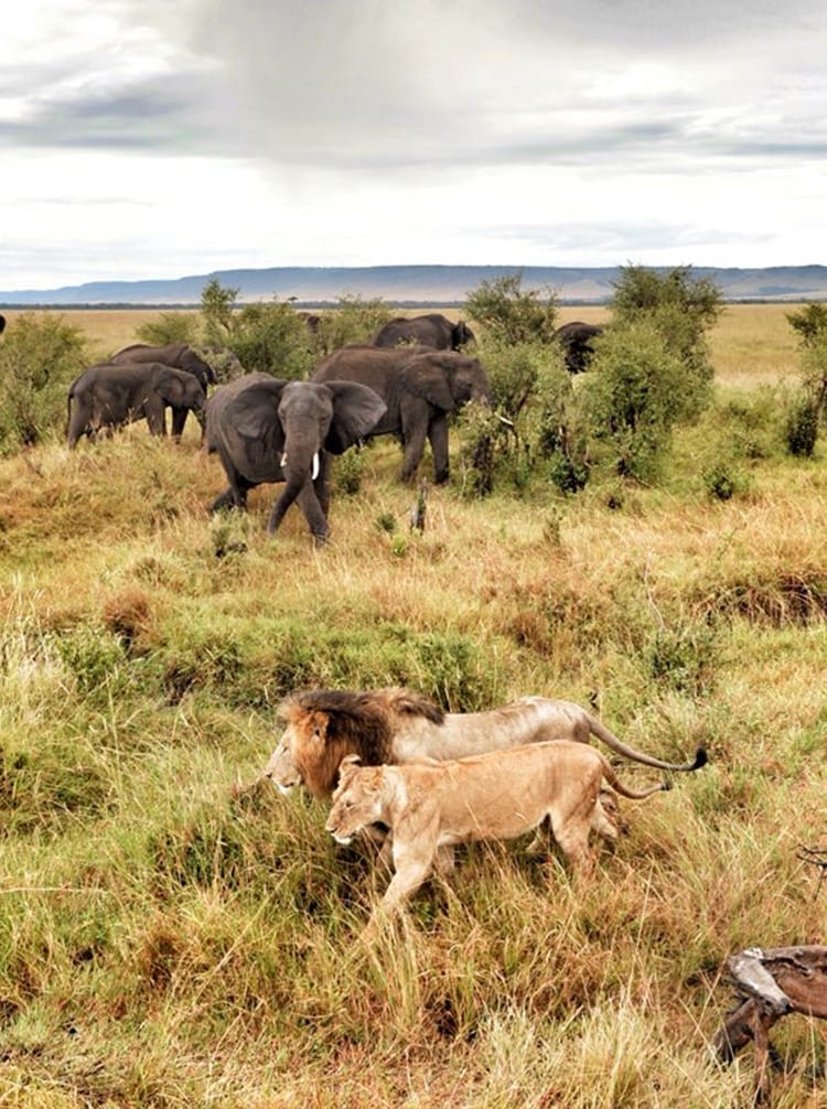Naboisho Camp feature | Gamewatchers Safaris