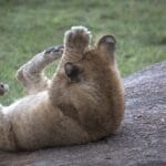 Olakira-Camp-Lion-Cub-Playing-Eric-Frank-MR