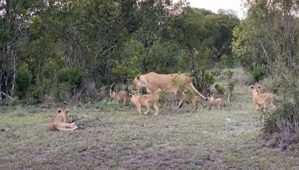 Porini-Pride-1024x582 | Gamewatchers Safaris lion