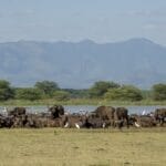 SerenaManyara-313