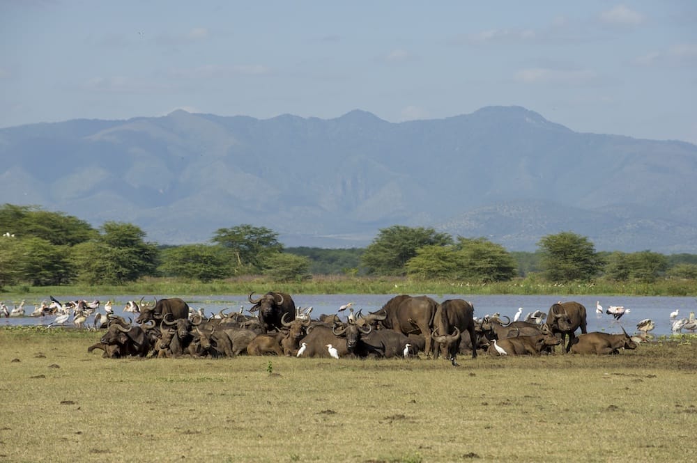 Serena Manyara