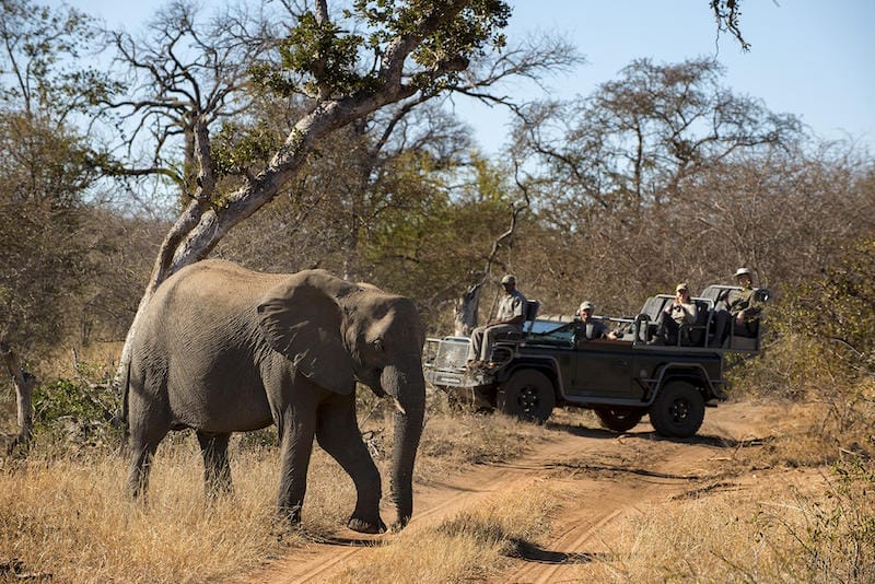 SouthAfrica_RockFigLodge_Elephant_800x534