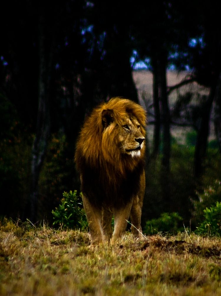 Tz-serengeti-ngorongoro | Gamewatchers Safaris