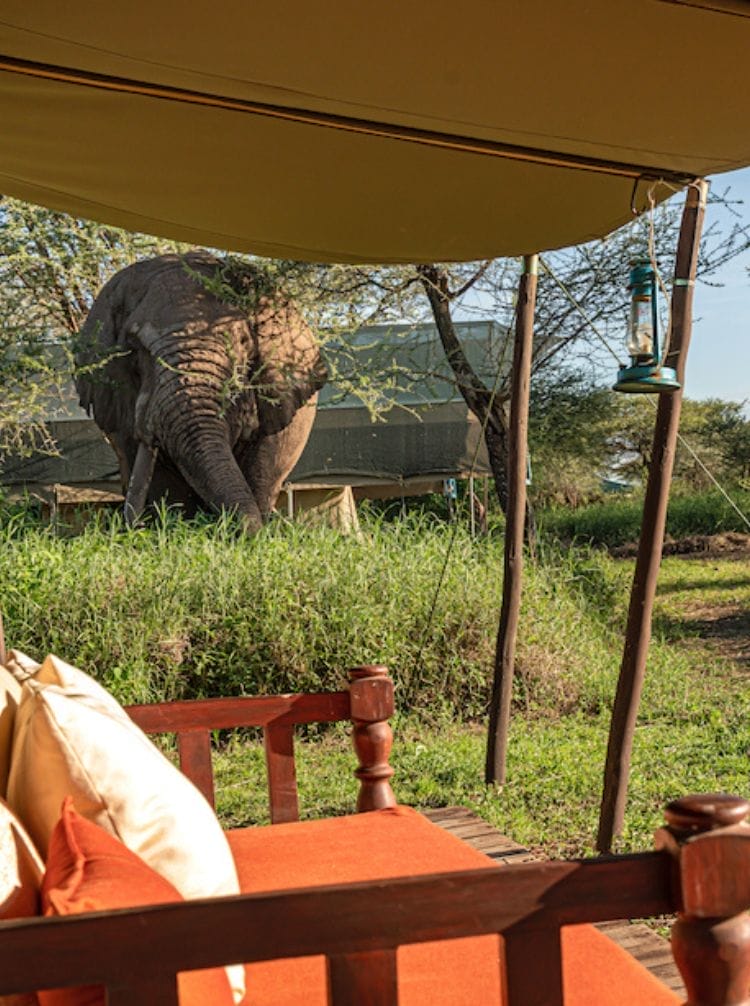 Tz-serengeti | Gamewatchers Safaris