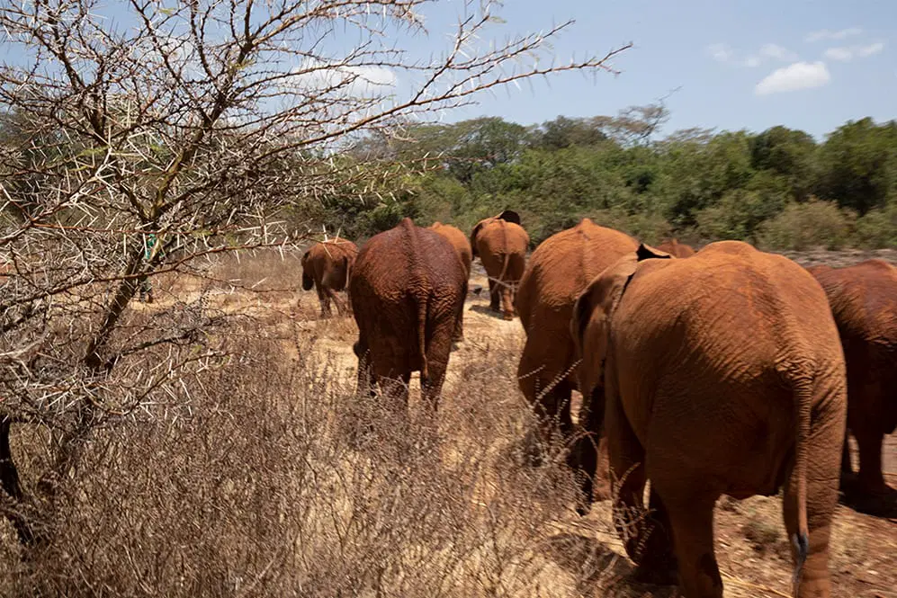Group of elephants walking away through dry bushes and thorn trees in a savannah landscape
