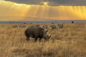 Rhino grazing in golden savanna grass with zebras under sunset sky