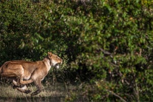 Lion running through grassy area near dense green bushes