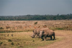 Two rhinos walking across open grassland surrounded by grazing antelopes and birds under a clear sky