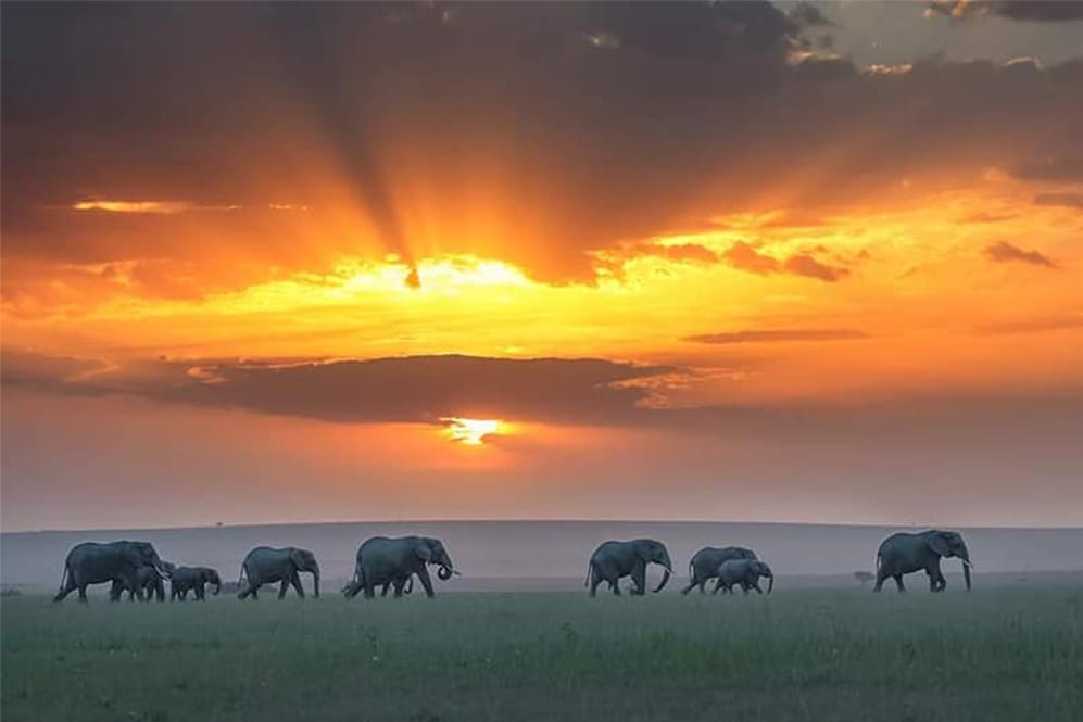 Herd of elephants walking across open grassland at sunset with dramatic orange sky