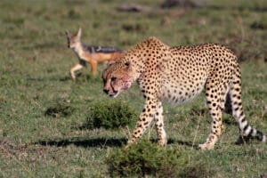 Cheetah walking through grassy plains with a jackal in the background
