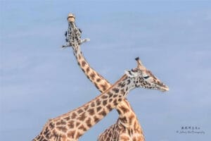 Two giraffes crossing their necks against a light blue sky