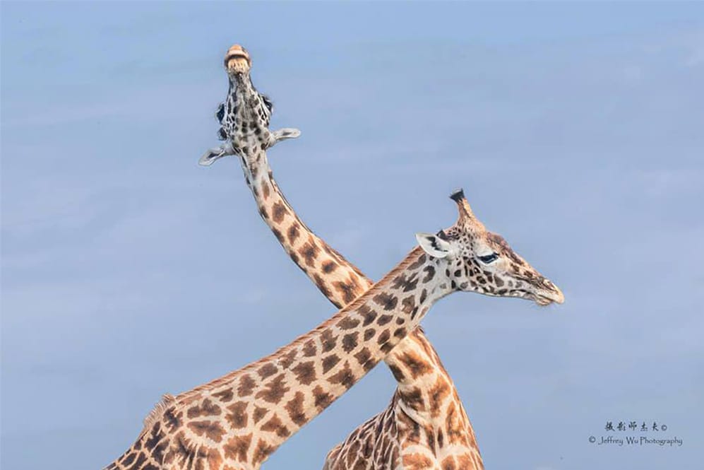 Two giraffes crossing their necks against a light blue sky