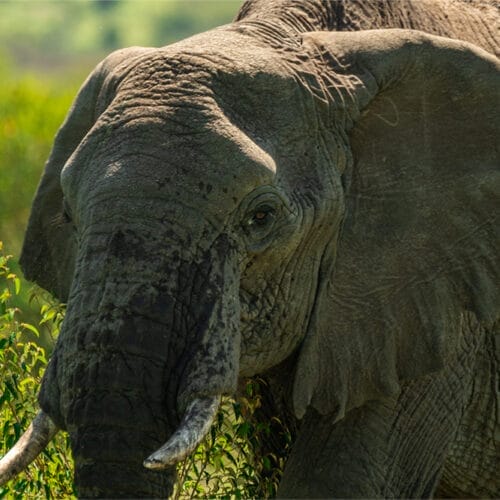Close-up of an African elephant in the wild surrounded by greenery