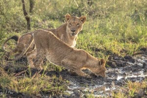 Two lions drinking water from a muddy puddle in the savanna