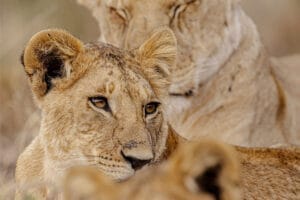 Close-up of a young lion resting with other lions in the background in the African savanna