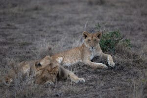 Two young lions resting on dry grass in the savanna