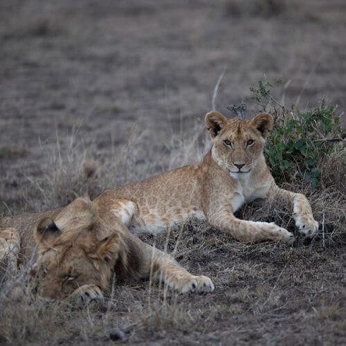 Two young lions resting on dry grass in the savanna