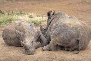 Two rhinos resting side by side on dry ground with small birds perched on their backs