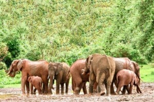 Aberdares National Park