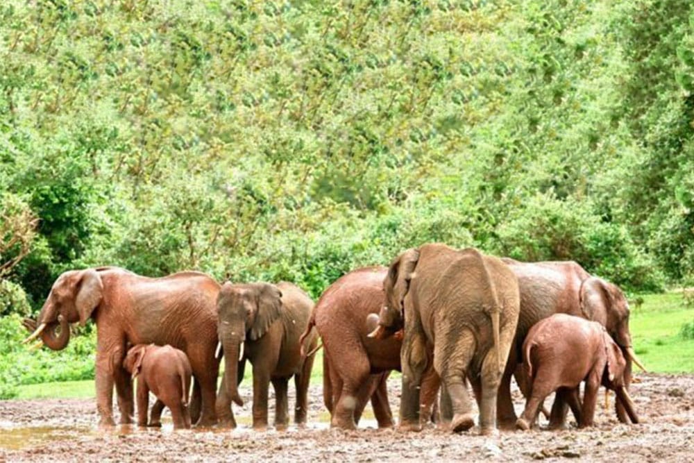 Aberdares National Park
