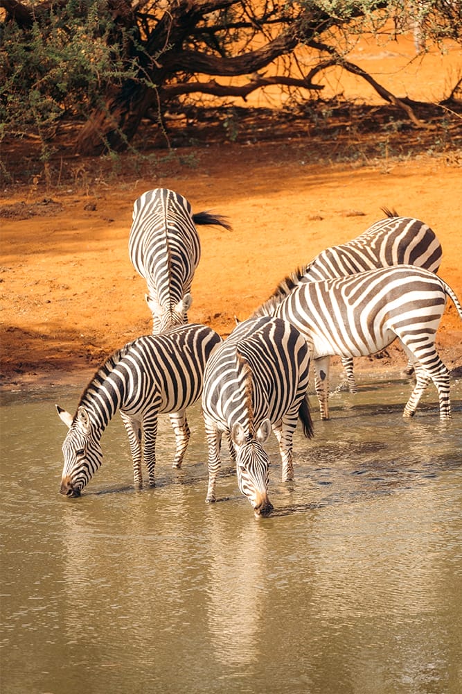 amboseli4